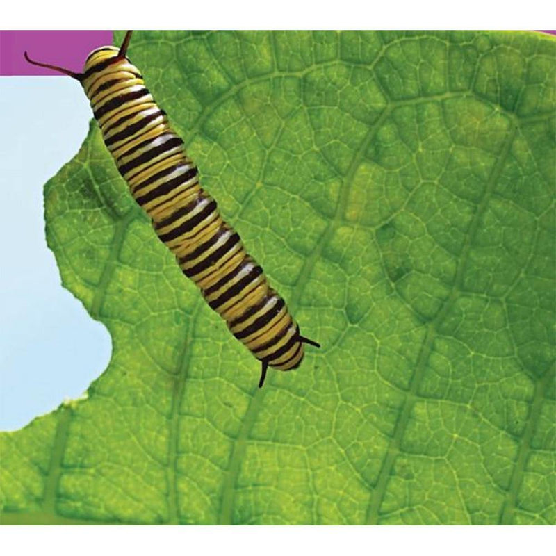 NGK Look and Learn: Caterpillar to Butterfly (Board Book) National Geographic