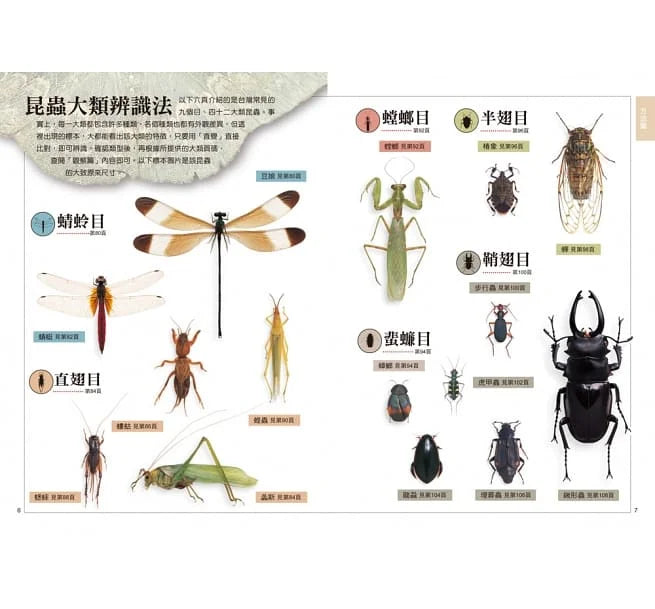 昆蟲觀察入門-非故事: 動物植物 Animal & Plant-買書書 BuyBookBook