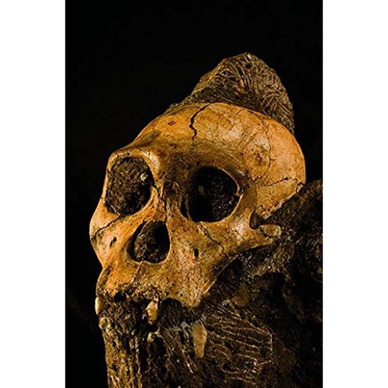 Almost Human: The Astonishing Tale of Homo naledi... (Hardback) National Geographic