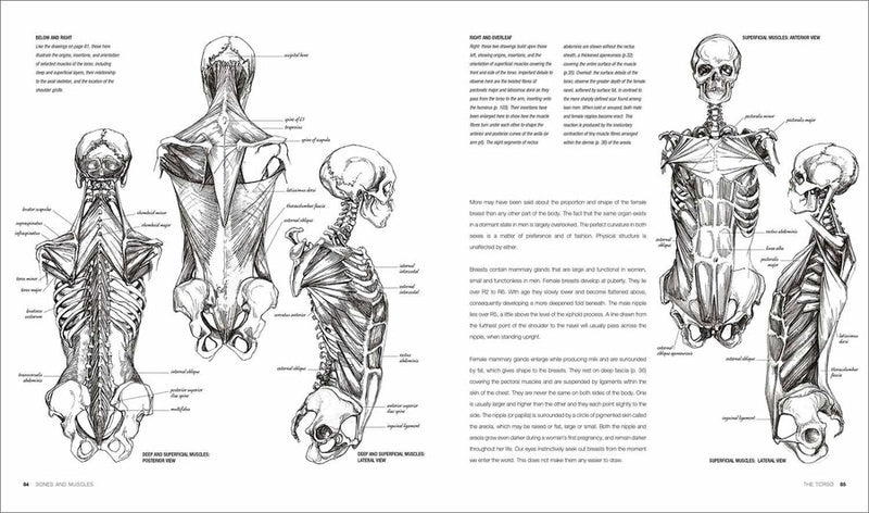 Anatomy for the Artist (Hardback) DK UK