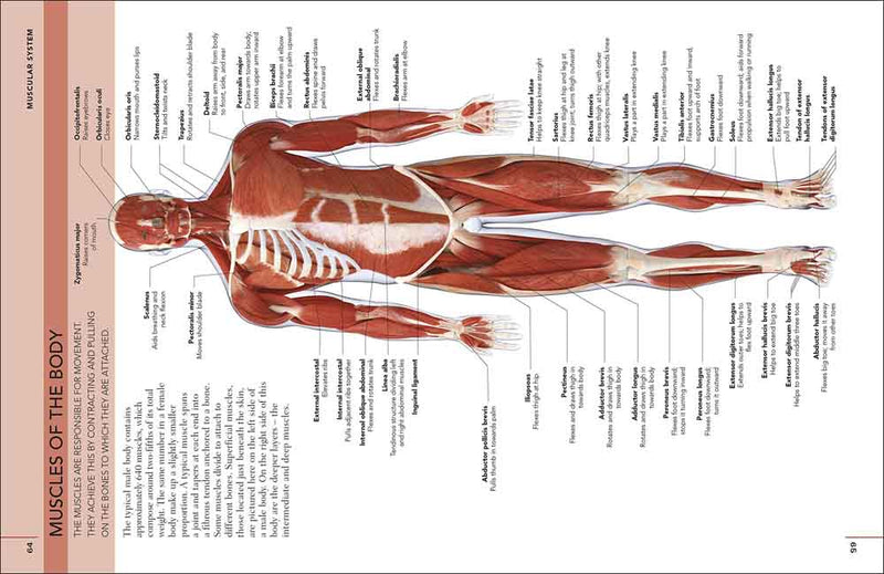 Concise Human Body Book, The - 買書書 BuyBookBook