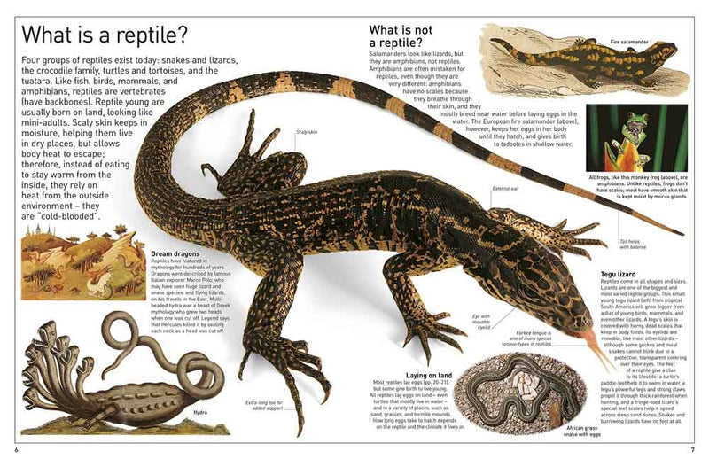DK Eyewitness - Reptile - 買書書 BuyBookBook