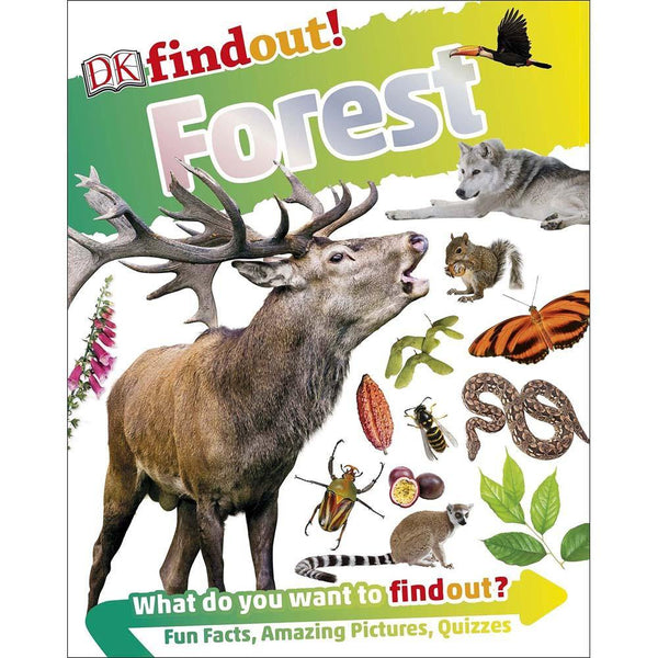 DKfindout! Forest (Paperback) DK UK