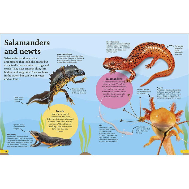 DKfindout! Reptiles and Amphibians (Paperback) DK UK