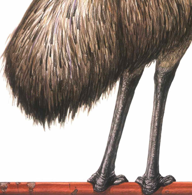 Edward the Emu (Sheena Knowles)-Fiction: 兒童繪本 Picture Books-買書書 BuyBookBook