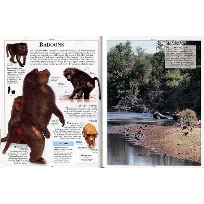 Encyclopedia of Animals (Paperback) DK US