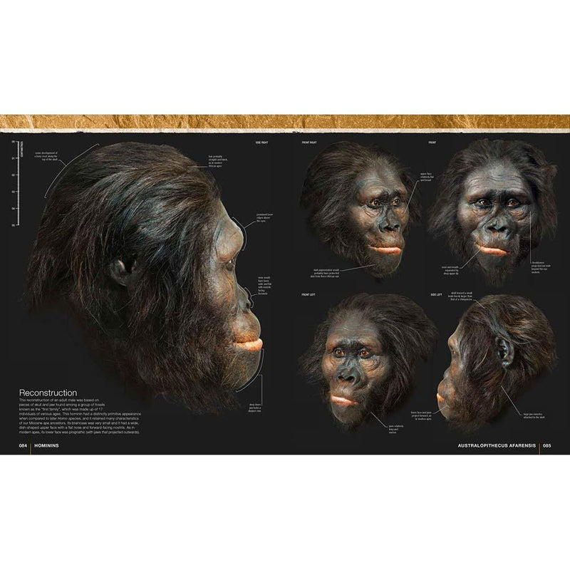 Evolution - The Human Story (Hardback) DK UK