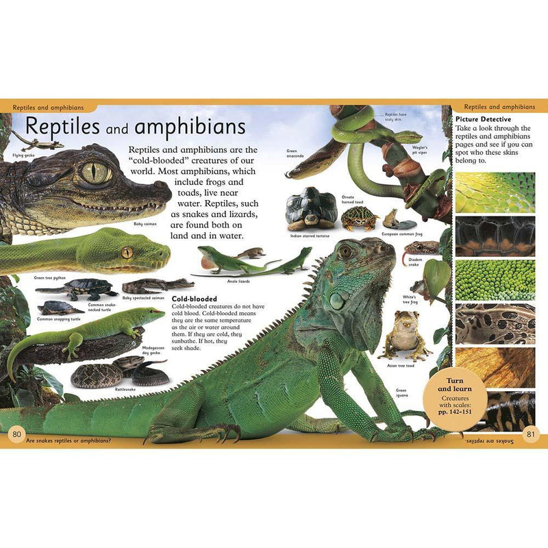 First Animal Encyclopedia (Paperback) DK UK