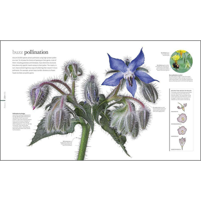 Flora - Inside the Secret World of Plants (Hardback) DK UK