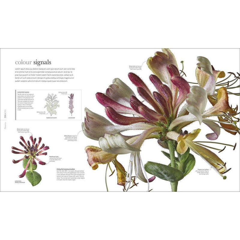 Flora - Inside the Secret World of Plants (Hardback) DK UK