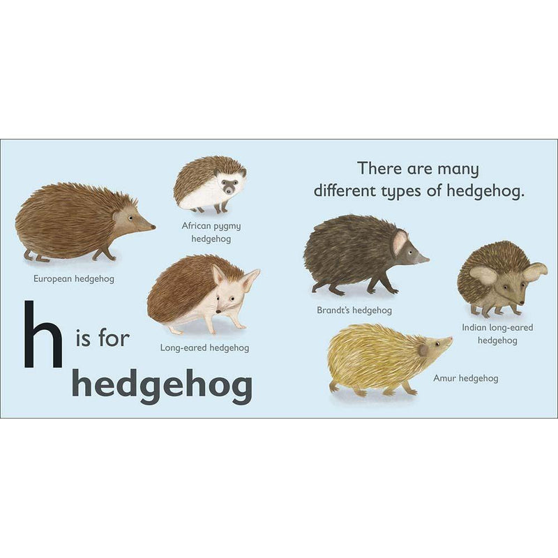 H is for Hedgehog (Board book) DK UK
