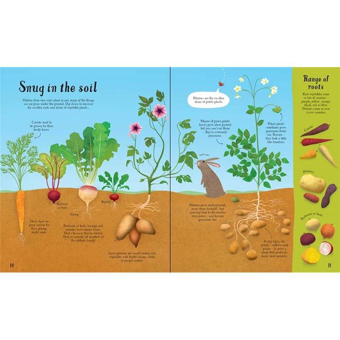 It all starts with a Seed… how food Grows Usborne