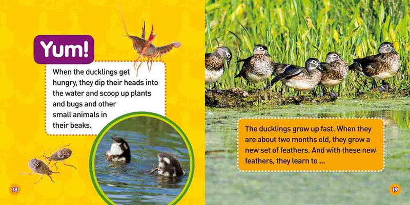 NGK Explore My World Ducklings - 買書書 BuyBookBook