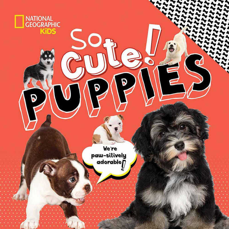 NGK: So Cute! Puppies (Hardback) - 買書書 BuyBookBook