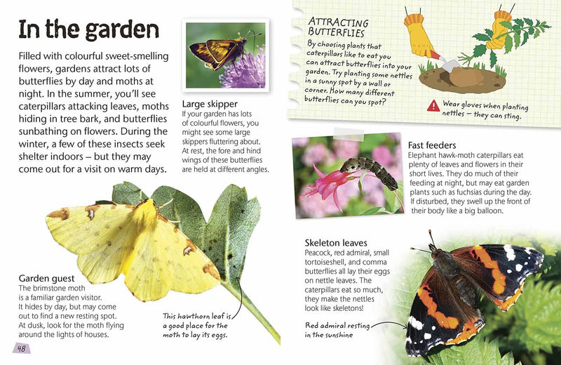 Nature Explorers - Butterflies and Moths DK UK