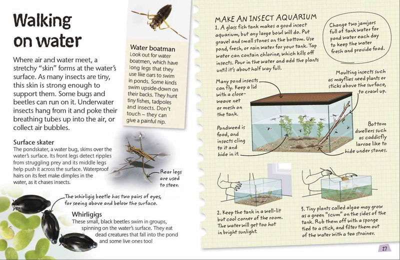 Nature Explorers - Insects and Spiders DK UK
