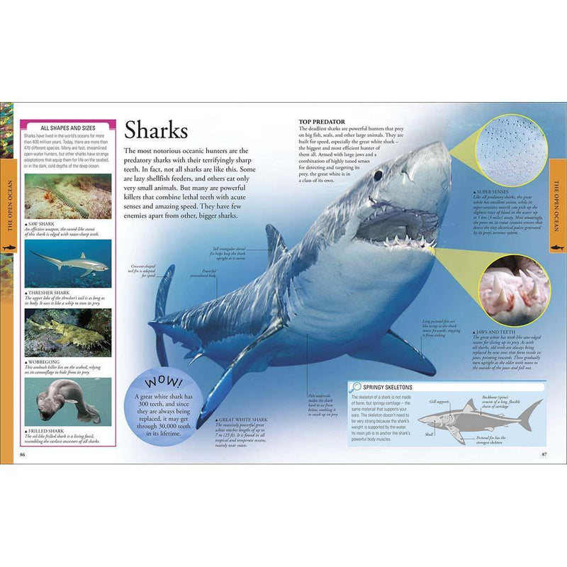 Ocean A Children's Encyclopedia (Hardback) DK UK