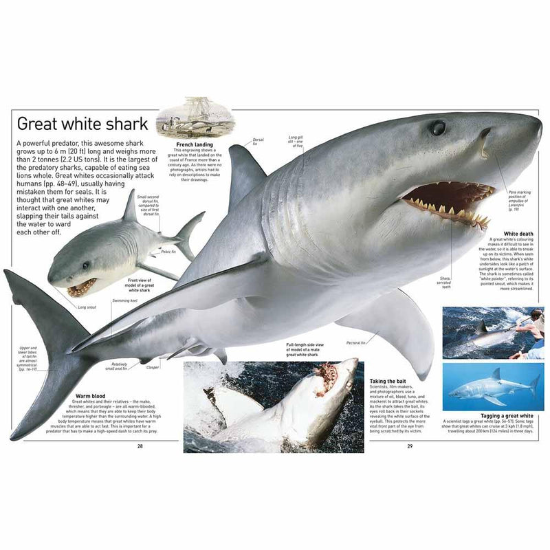 DK Eyewitness - Shark (Paperback) DK UK