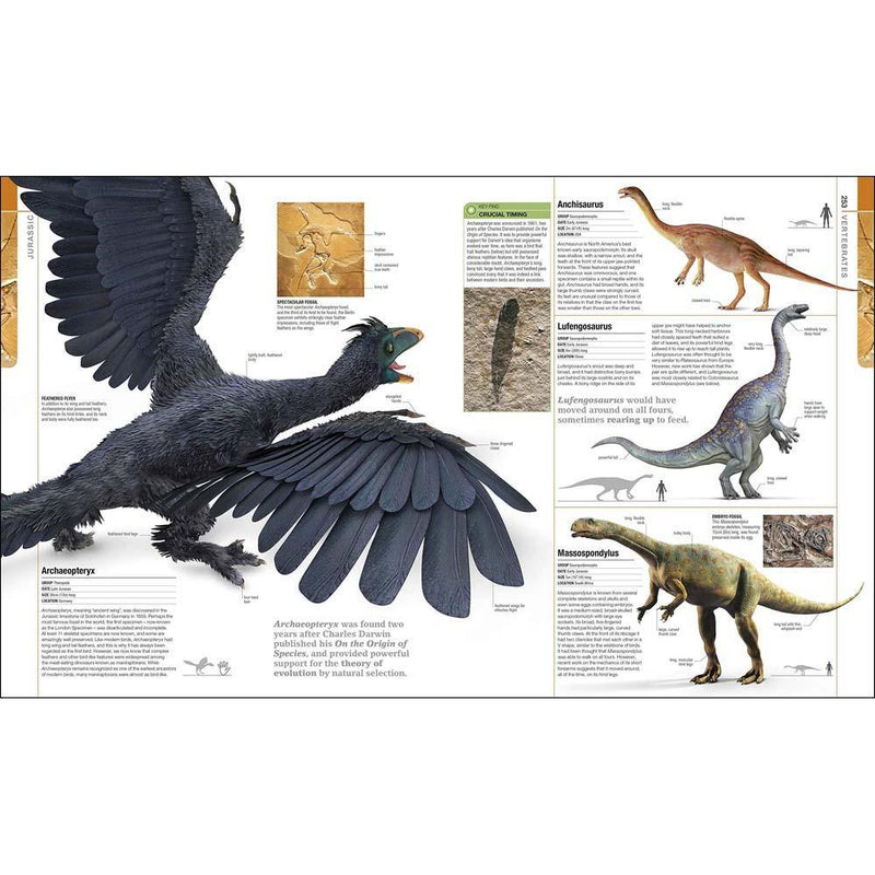 The Definitive Visual Guide - Dinosaurs and Prehistoric Life (Hardback) DK UK