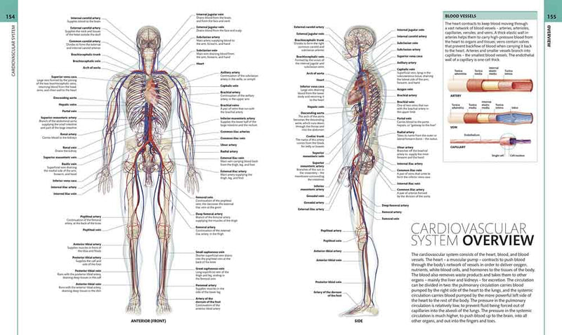 The Definitive Visual Guide - Human Anatomy - 買書書 BuyBookBook