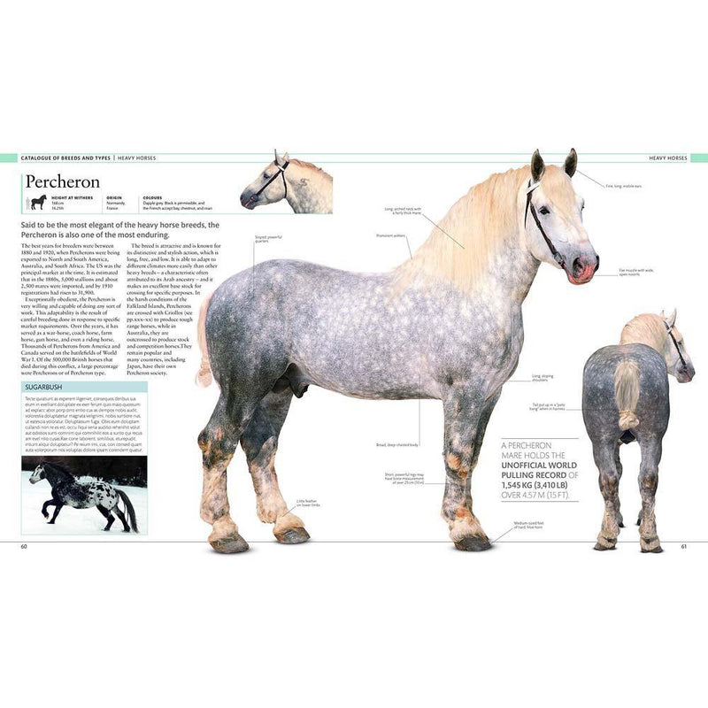 The Horse Encyclopedia (Hardback) DK UK