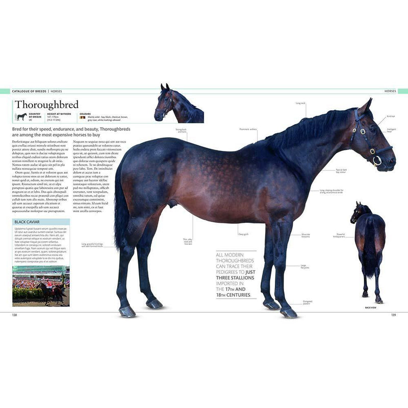 The Horse Encyclopedia (Hardback) DK UK