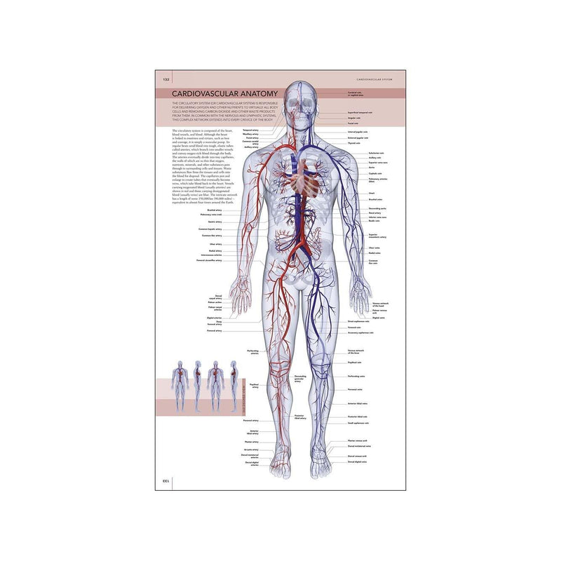 The Human Body Book (Hardback) DK UK