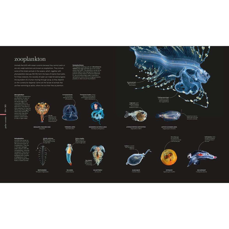 The Science of the Ocean- The Secrets of the Seas Revealed (Hardback) DK UK