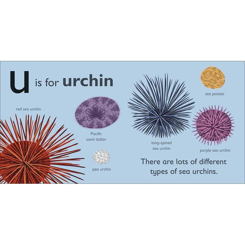U is for Urchin (Board book) DK UK
